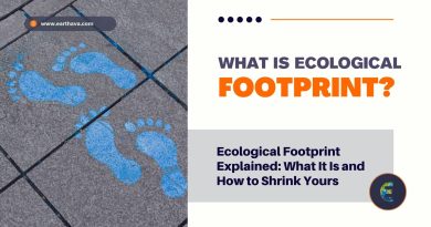 Sustainable Web Design: How to Shrink Your Website’s Carbon Footprint